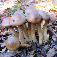 An image of Armillaria mellea, commonly known as the 'honey fungus'.