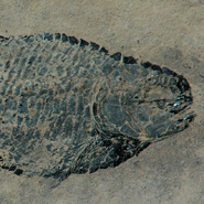 Eugnathid fish
