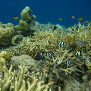 Damselfish on a coral reef