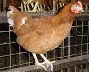A domestic hen in a social setting