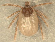 One of the ticks collected as part of the study