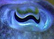 The eye of a cuttlefish
