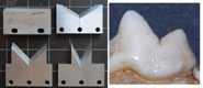 Illustration of the experimental and theoretical analyses. Upper left: A picture of the double guillotine testing device used in physical experiments. Upper right: The finite element model created to mimic the physical experiments and allow for further modelling. Lower left: sample of tooth models for experiments made from steel. Lower right: Cheek tooth (carnassial) of a North American Fisher (Ma