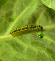 Many species of caterpillars defend themselves by regurgitating semi-digested food