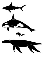 Silhouette comparing the sizes of a great white shark (top), killer whale, human diver and the pliosaur