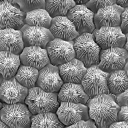 An image of conical cells on a flower