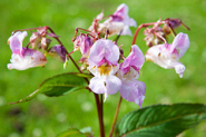 A flower on a Himalayan Balsam plant