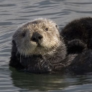 Sea otters sometimes respond to ecotourists as though they are predators