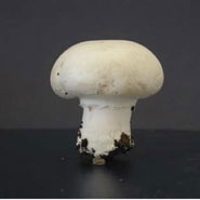 Image of a button mushroom