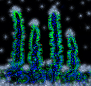 A Wintry impression of the intestine. β-catenin (green) and nuclei (blue) in intestinal epithelium by immunofluorescence. β-catenin is the key protein in the canonical Wnt signalling pathway, which maintains intestinal homeostasis.