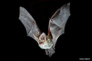 Image of a grey long-eared bat, Plecotus austriacus, in flight 