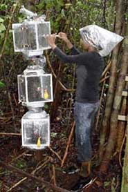 Sunitha Pangala sampling methane emissions from trees in a peat swamp in Borneo
