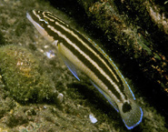 Cichlid (Julidochromis ornatus)