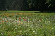 The flower meadow in St George's Park