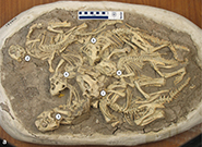 Cluster of six juvenile Psittacosaurus from the Lower Cretaceous of Lujiatun, Liaoning Province, China. The cluster contains six aligned juvenile specimens. Bone histology indicates that specimens 2-6 were two years old at time of death, whereas specimen 1 was three years old.