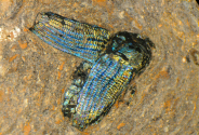 A 49-million-year-old fossil beetle from Messel, Germany. The colours of the beetle today are not the colours that the beetle showed in life.