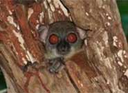 The Sahamalaza sportive lemur (Lepilemur sahamalazensis) roosts during the day in rather open situations such as tree holes