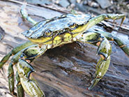 The common shore crab, Carcinus maenas