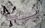 Skeleton of the cynodont Galesaurus planiceps