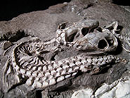 Two juvenile skeletons of the cynodont Thrinaxodon liorhinus