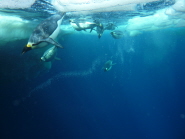 Diving Emperor Penguins during a foraging trip from the Cape Washington colony in Antarctica