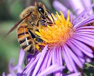 A European honeybee (Apis mellifera) extracts nectar from an Aster flower using its proboscis
