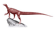 Thecodontosaurs antiquus - Muscles
