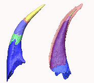 A comparison between the growth of the ‘teeth’ of the paraconodont Furnishina (left) and the euconodont Proconodontus (right). They have been subdivided into a number of discrete growth stages, revealing a common mode of growth between these groups. Euconodonts evolved from paraconodonts through the origin of an enamel-like crown (red, transparent)