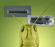 A locust with ion beam milling showing a section of eardrum