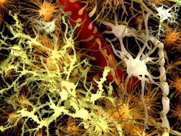 The main cells of the brain, with neurons in yellow and astrocytes in orange.