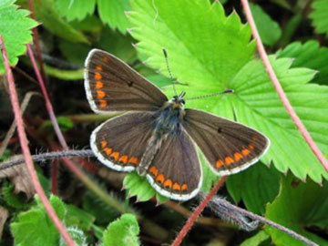 Image of a brown argus butterfly