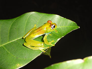 Image of the tree frog Boophis ankarafensis 