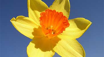 Spring flowering plant, the Narcissus (daffodil)