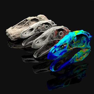 Digital reconstructions of the skull of the dinosaur Erlikosaurus made from a CT scan