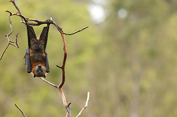Image of a fruit bat