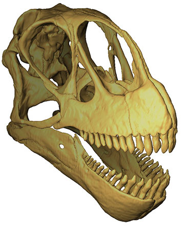 The completed skull model of the Late Jurassic North American sauropod dinosaur Camarasaurus