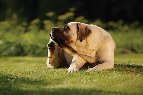 Image of a dog scratching