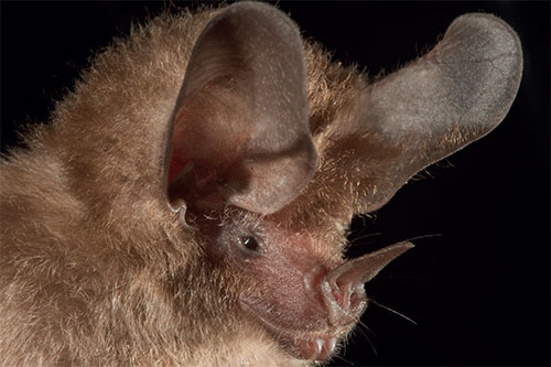 Image of the common big-eared bat (Micronycteris microtis)