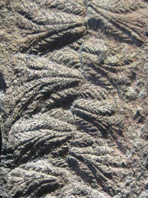 Image of a close up photograph of a Fractofusus specimen from the ‘E’ surface, Mistaken Point Ecological Reserve, Newfoundland, Canada