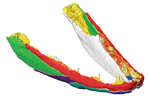 Image of the reconstructed lower jaw of Eusthenopteron in 3D