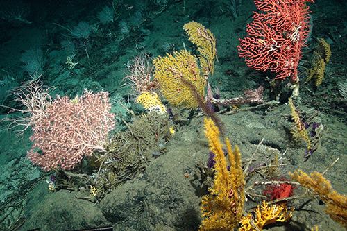 Image of a deep sea coral garden from a kilometre below the sea floor on Carter Seamount the Atlantic Ocean. The Image was taken using a remotely operated vehicle on a seven week expedition from Tenerife to Trinidad (http://tropics.blogs.ilrt.org/)