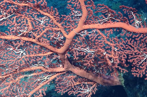 Image of a deep sea coral from a kilometre below the sea floor on Carter Seamount the Atlantic Ocean.