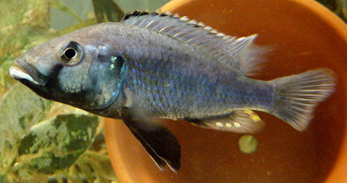 Image of a blue cichlid from Lake Massoko