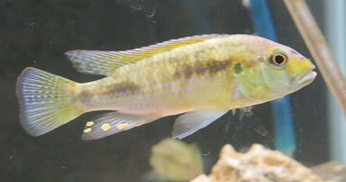 Image of a yellow cichlid from Lake Massoko
