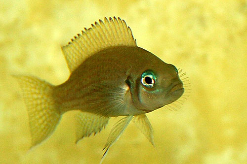 Image of a 'princess’ (N. pulcher) in an aquarium