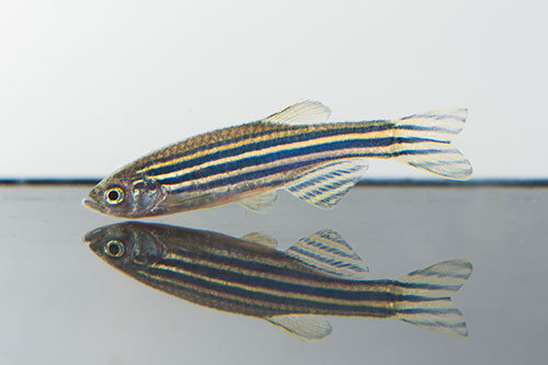 Image of a zebrafish