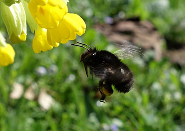 Image of a hairy-footed flower bee (Anthophora plumipes) by Nadine Mitschunas