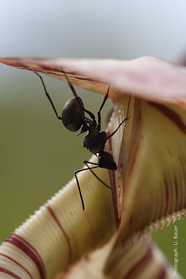Image of a worker ant collecting sweet nectar from the trap of an insect-eating Nepenthes pitcher plant © Ulrike Bauer  