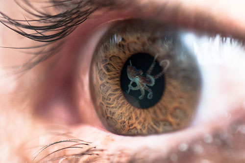 Image of an octopus reflected in an eye