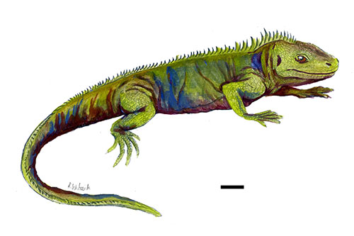 Image of a reconstruction of what Clevosaurus sectumsemper may have looked like. 
